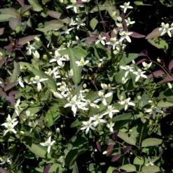 Staudeklematis 'Purpurea' Clematis Recta 'Purpurea' Potte 2,0 Liter,- Opbundet 60-100 Cm -Plantetorvet p4088 48650 clematis recta purpurea aeb6