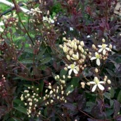 Staudeklematis 'Purpurea' Clematis Recta 'Purpurea' Potte 2,0 Liter,- Opbundet 60-100 Cm -Plantetorvet p4088 48651 clematis recta purpurea cb7d