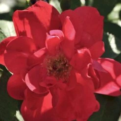 Rynket Rose 'Hansaland'® Rosa Rugosa 'Hansaland'® A-Kvalitet,- Barrods Roser Min. 3 Grene