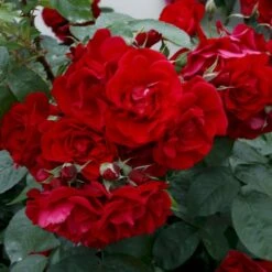 Rynket Rose 'Hansaland'® Rosa Rugosa 'Hansaland'® A-Kvalitet,- Barrods Roser Min. 3 Grene 4 Rynket Rose 'Hansaland'® Rosa Rugosa 'Hansaland'® A-Kvalitet,- Barrods Roser Min. 3 Grene -Plantetorvet p410 53580 rosa rugosa hansaland 2916