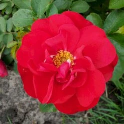 Rynket Rose 'Hansaland'® Rosa Rugosa 'Hansaland'® A-Kvalitet,- Barrods Roser Min. 3 Grene 5 Rynket Rose 'Hansaland'® Rosa Rugosa 'Hansaland'® A-Kvalitet,- Barrods Roser Min. 3 Grene -Plantetorvet p410 53581 rosa rugosa hansaland 058d