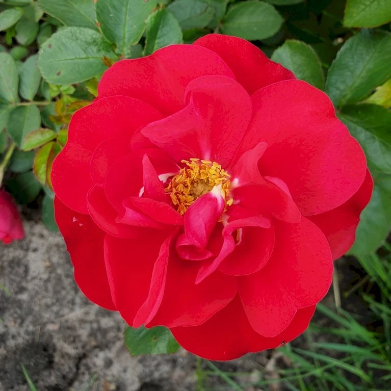 Rynket Rose 'Hansaland'® Rosa Rugosa 'Hansaland'® A-Kvalitet,- barrods roser min. 3 grene Rynket Rose 'Hansaland'® Rosa Rugosa 'Hansaland'® A-Kvalitet,- Barrods Roser Min. 3 Grene -Plantetorvet p410 53581 rosa rugosa hansaland 058d