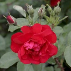 Rynket Rose 'Hansaland'® Rosa Rugosa 'Hansaland'® A-Kvalitet,- Barrods Roser Min. 3 Grene 6 Rynket Rose 'Hansaland'® Rosa Rugosa 'Hansaland'® A-Kvalitet,- Barrods Roser Min. 3 Grene -Plantetorvet p410 53582 rosa rugosa hansaland 7884