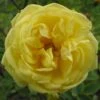 Buskrose 'Harrisons Yellow' Rosa Foetida 'Harrisons Yellow' A-Kvalitet,- Barrods Roser Min. 3 Grene 2 Buskrose 'Harrisons Yellow' Rosa Foetida 'Harrisons Yellow' A-Kvalitet,- Barrods Roser Min. 3 Grene -Plantetorvet p411 53417 rosa foetida harrisons yellow d270