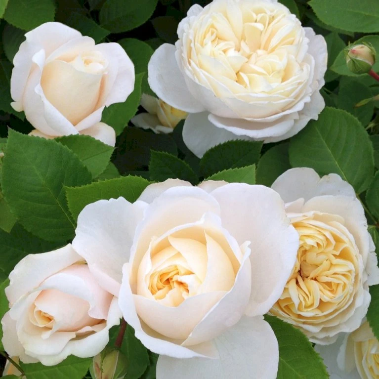 'Helena™ Renaissance'® Rosa X 'Helena™ Renaissance'® (Renaissancerose) A-Kvalitet,- barrods roser min. 3 grene 'Helena™ Renaissance'® Rosa X 'Helena™ Renaissance'® (Renaissancerose) A-Kvalitet,- Barrods Roser Min. 3 Grene -Plantetorvet p413 52140 rosa x helena renaissance renaissancerose 87cd
