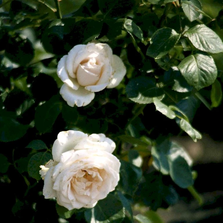 'Helena™ Renaissance'® Rosa X 'Helena™ Renaissance'® (Renaissancerose) A-Kvalitet,- barrods roser min. 3 grene 'Helena™ Renaissance'® Rosa X 'Helena™ Renaissance'® (Renaissancerose) A-Kvalitet,- Barrods Roser Min. 3 Grene -Plantetorvet p413 52141 rosa x helena renaissance renaissancerose 0779