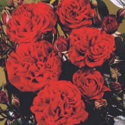 'Isabel™ Renaissance'® Rosa X 'Isabel™ Renaissance'® (Renaissancerose) A-Kvalitet,- Barrods Roser Min. 3 Grene -Plantetorvet p415 52146 rosa x isabel renaissance renaissancerose 8364