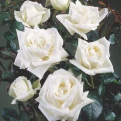 'Lina™ Renaissance'® Rosa X 'Lina™ Renaissance'® (Renaissancerose) A-Kvalitet,- Barrods Roser Min. 3 Grene 4 'Lina™ Renaissance'® Rosa X 'Lina™ Renaissance'® (Renaissancerose) A-Kvalitet,- Barrods Roser Min. 3 Grene -Plantetorvet p419 52165 rosa x lina renaissance renaissancerose 91eb