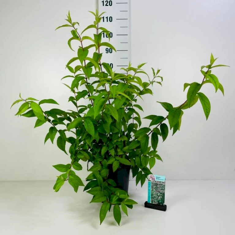 Stjernetop 'Strawberry Fields' Deutzia Gracilis 'Strawberry Fields' Potte 6,5 liter 60-80 cm. Stjernetop 'Strawberry Fields' Deutzia Gracilis 'Strawberry Fields' Potte 6,5 Liter 60-80 Cm. -Plantetorvet p4204 42331 deutzia gracilis strawberry fields 7670