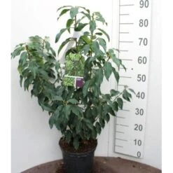 Portugisisk Laurbærkirsebær Prunus Lusitanica 'Angustifolia' Potte 5,0 Liter,- 60-80 Cm. -Plantetorvet p4217 52635 prunus lusitanica angustifolia e36c