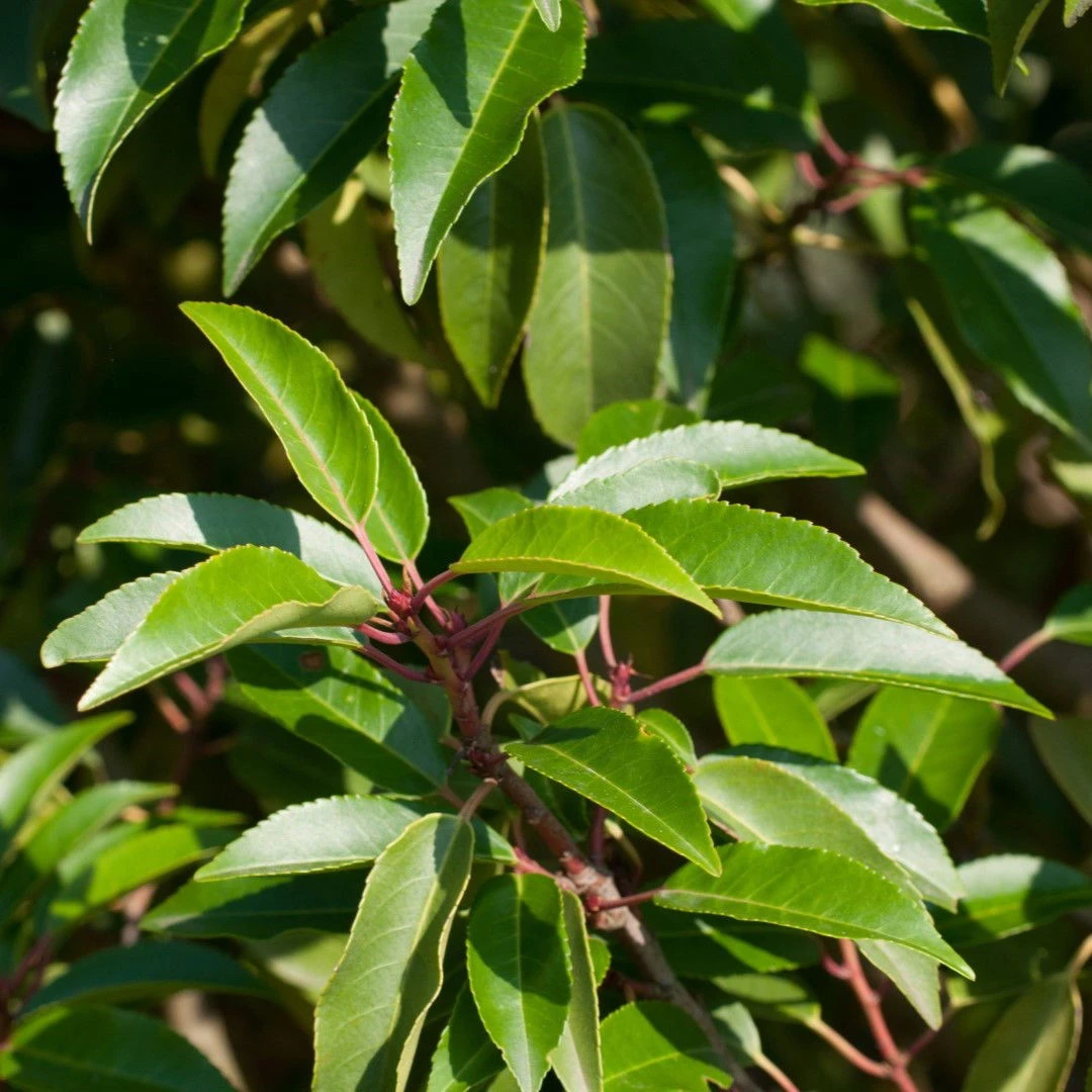 Portugisisk kirsebærlaurbær - Prunus lusitanica 'Angustifolia' - Hækplanter Portugisisk Kirsebærlaurbær - Prunus Lusitanica 'Angustifolia' - Hækplanter -Plantetorvet p4217 52812 prunus lusitanica angustifolia 7ebe