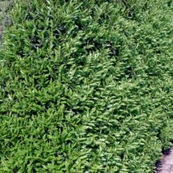 Portugisisk Laurbærkirsebær Prunus Lusitanica 'Angustifolia' Potte 5,0 Liter,- 60-80 Cm. -Plantetorvet p4217 52814 prunus lusitanica angustifolia 66e8 1