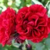 'Nadia™ Renaissance'® Rosa X 'Nadia™ Renaissance'® A-Kvalitet,- Barrods Roser Min. 3 Grene 1 'Nadia™ Renaissance'® Rosa X 'Nadia™ Renaissance'® A-Kvalitet,- Barrods Roser Min. 3 Grene -Plantetorvet p423 52173 rosa x nadia renaissance 906c