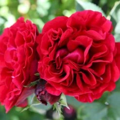 'Nadia™ Renaissance'® Rosa X 'Nadia™ Renaissance'® A-Kvalitet,- Barrods Roser Min. 3 Grene