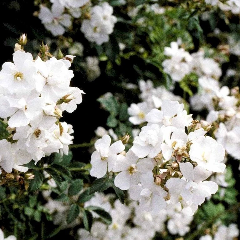 'Polstjärnan' Rosa Beggeriana 'Polstjärnan' (Slyngrose) A-Kvalitet,- barrods roser min. 3 grene 'Polstjärnan' Rosa Beggeriana 'Polstjärnan' (Slyngrose) A-Kvalitet,- Barrods Roser Min. 3 Grene -Plantetorvet p426 52501 rosa beggeriana polstjaernan slyngrose 265c