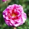 'Prinsesse Alexandra'™ Rosa X 'Prinsesse Alexandra'™ (Renaissancerose) A-Kvalitet,- Barrods Roser Min. 3 Grene -Plantetorvet p428 52205 rosa x prinsesse alexandra renaissancerose 42d5