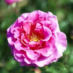 'Prinsesse Alexandra'™ Rosa X 'Prinsesse Alexandra'™ (Renaissancerose) A-Kvalitet,- Barrods Roser Min. 3 Grene