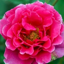 'Prinsesse Alexandra'™ Rosa X 'Prinsesse Alexandra'™ (Renaissancerose) A-Kvalitet,- Barrods Roser Min. 3 Grene -Plantetorvet p428 52206 rosa x prinsesse alexandra renaissancerose 9f4c