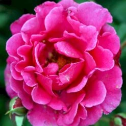'Prinsesse Alexandra'™ Rosa X 'Prinsesse Alexandra'™ (Renaissancerose) A-Kvalitet,- Barrods Roser Min. 3 Grene -Plantetorvet p428 52207 rosa x prinsesse alexandra renaissancerose 1bc7