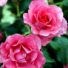 'Romanze'® Rosa X 'Romanze'® (Buketrose) A-Kvalitet,- Barrods Roser Min. 3 Grene