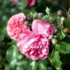 'Rosarium Uetersen'® Rosa X 'Rosarium Uetersen'® (Slyngrose) A-Kvalitet,- Barrods Roser Min. 3 Grene 1 'Rosarium Uetersen'® Rosa X 'Rosarium Uetersen'® (Slyngrose) A-Kvalitet,- Barrods Roser Min. 3 Grene -Plantetorvet p431 52874 rosa x rosarium uetersen slyngrose 9bc8