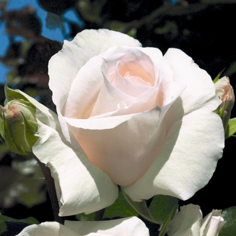 'Schneewalzer'® Rosa X 'Schneewalzer'® (Slyngrose) A-Kvalitet,- barrods roser min. 3 grene 'Schneewalzer'® Rosa X 'Schneewalzer'® (Slyngrose) A-Kvalitet,- Barrods Roser Min. 3 Grene -Plantetorvet p433 54038 rosa x schneewalzer slyngrose 9e7f