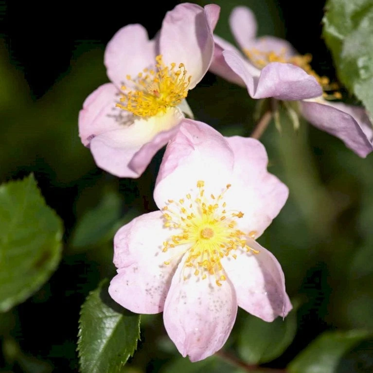 'Smarty' Rosa X 'Smarty' (Bunddækkerose) A-Kvalitet,- barrods roser min. 3 grene 'Smarty' Rosa X 'Smarty' (Bunddækkerose) A-Kvalitet,- Barrods Roser Min. 3 Grene -Plantetorvet p435 52899 rosa x smarty bunddaekkerose 7d1f