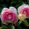 'Willestrup' (syn. 'Eden Rose 88') Rosa X 'Willestrup' (Slyngrose) A-Kvalitet,- Barrods Roser Min. 3 Grene 2 'Willestrup' (syn. 'Eden Rose 88') Rosa X 'Willestrup' (Slyngrose) A-Kvalitet,- Barrods Roser Min. 3 Grene -Plantetorvet p439 52937 rosa x willestrup buskrose a33c