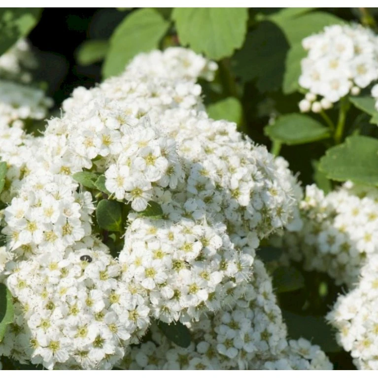 Birkebladet Spiræa 'Thor' Spiraea Betulifolia 'Thor' Potte 2,0 liter,- 25-30 cm. Birkebladet Spiræa 'Thor' Spiraea Betulifolia 'Thor' Potte 2,0 Liter,- 25-30 Cm. -Plantetorvet p4422 36735 spiraea betulifolia tor ba87