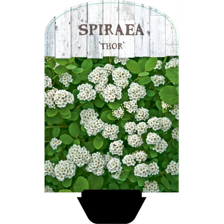 Birkebladet Spiræa 'Thor' Spiraea Betulifolia 'Thor' Potte 2,0 liter,- 25-30 cm. Birkebladet Spiræa 'Thor' Spiraea Betulifolia 'Thor' Potte 2,0 Liter,- 25-30 Cm. -Plantetorvet p4422 38467 image b2b5