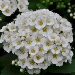 Birkebladet Spiræa 'Thor' Spiraea Betulifolia 'Thor' Potte 2,0 Liter,- 25-30 Cm. 5 Birkebladet Spiræa 'Thor' Spiraea Betulifolia 'Thor' Potte 2,0 Liter,- 25-30 Cm. -Plantetorvet p4422 47510 spiraea betulifolia thor c0be