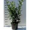 Kirsebærlaurbær 'Caucasica' - Prunus Laurocerasus 'Caucasica' - Hækplanter 1 Kirsebærlaurbær 'Caucasica' - Prunus Laurocerasus 'Caucasica' - Hækplanter -Plantetorvet p4445 21511 prunus laurocerasus caucasica f9a8.jpeg