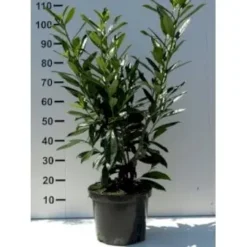 Kirsebærlaurbær 'Caucasica' - Prunus Laurocerasus 'Caucasica' - Hækplanter