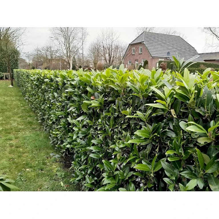 Kirsebærlaurbær 'Caucasica' - Prunus laurocerasus 'Caucasica' - Hækplanter Kirsebærlaurbær 'Caucasica' - Prunus Laurocerasus 'Caucasica' - Hækplanter -Plantetorvet p4445 34336 prunus laurocerasus caucasica 101e2028129