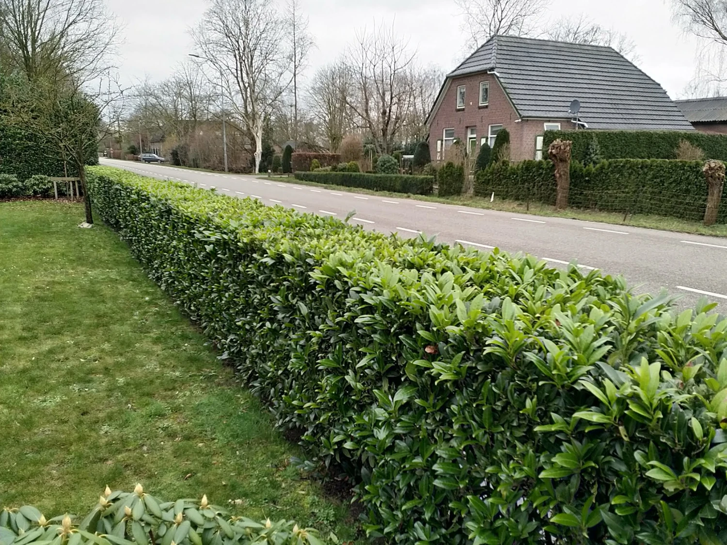 Kirsebærlaurbær 'Caucasica' - Prunus laurocerasus 'Caucasica' - Hækplanter Kirsebærlaurbær 'Caucasica' - Prunus Laurocerasus 'Caucasica' - Hækplanter -Plantetorvet p4445 34337 prunus laurocerasus caucasica ea86 1