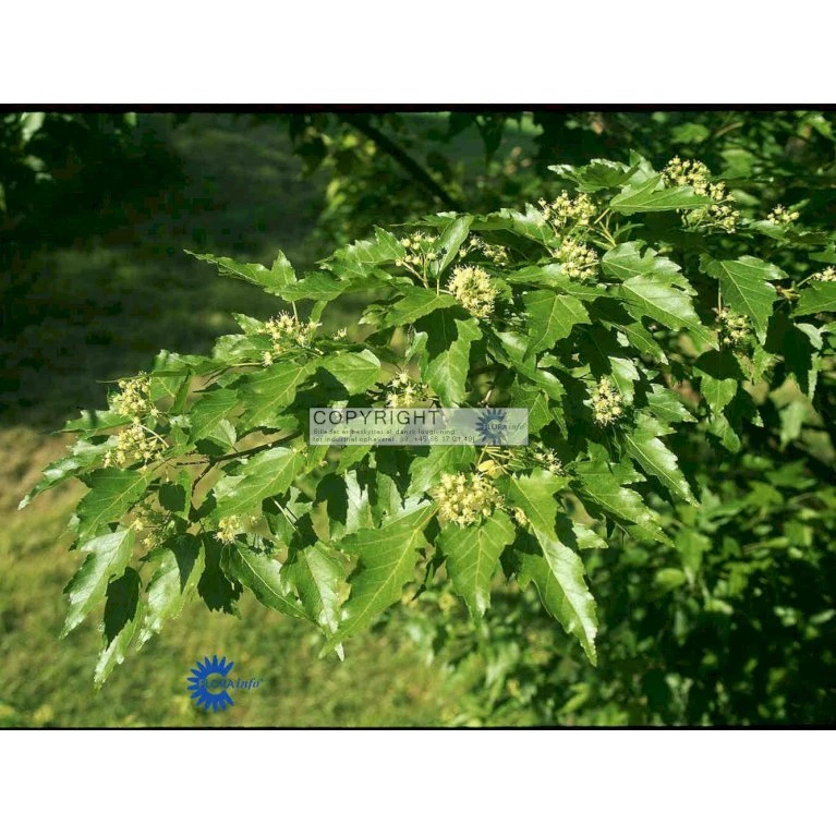 Ildløn Til Hæk Acer Ginnala 5 Liter potte Ildløn Til Hæk Acer Ginnala 5 Liter Potte -Plantetorvet p4554 3371 acer ginnala 93a3