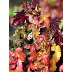 Ildløn Til Hæk Acer Ginnala 5 Liter Potte 4 Ildløn Til Hæk Acer Ginnala 5 Liter Potte -Plantetorvet p4554 5794 acer ginnala 8d9d