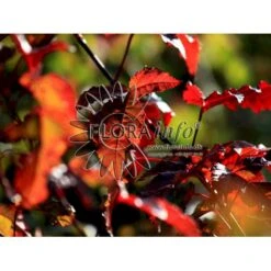 Ildløn Til Hæk Acer Ginnala 5 Liter Potte 5 Ildløn Til Hæk Acer Ginnala 5 Liter Potte -Plantetorvet p4554 5795 acer ginnala 66be