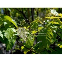 Ildløn Til Hæk Acer Ginnala 5 Liter Potte 6 Ildløn Til Hæk Acer Ginnala 5 Liter Potte -Plantetorvet p4554 5796 acer ginnala d5cb