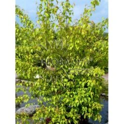 Ildløn Til Hæk Acer Ginnala 5 Liter Potte 7 Ildløn Til Hæk Acer Ginnala 5 Liter Potte -Plantetorvet p4554 5797 acer ginnala bcf7