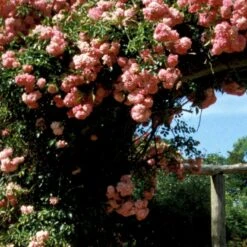 'Dorothy Perkins' Rosa Wichuraiana 'Dorothy Perkins' (Slyngrose) A-Kvalitet,- Barrods Roser Min. 3 Grene