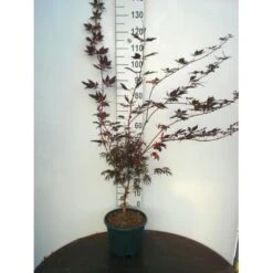 Japansk Ahorn 'Trompenburg' Acer Palmatum 'Trompenburg' Potte 10 Liter,- 60-80 Cm.