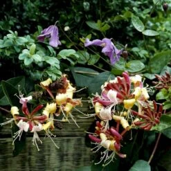 'Serotina' Lonicera Periclymenum 'Serotina' Potte 2,0 Liter,- Opbundet