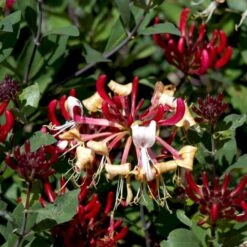 'Serotina' Lonicera Periclymenum 'Serotina' Potte 2,0 Liter,- Opbundet -Plantetorvet p4671 48749 lonicera periclymenum serotina d72b