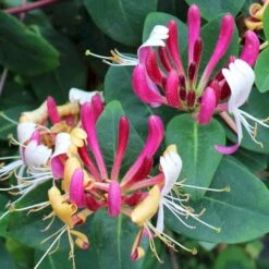 'Serotina' Lonicera Periclymenum 'Serotina' Potte 2,0 Liter,- Opbundet -Plantetorvet p4671 50616 lonicera periclymenum serotina 41d0