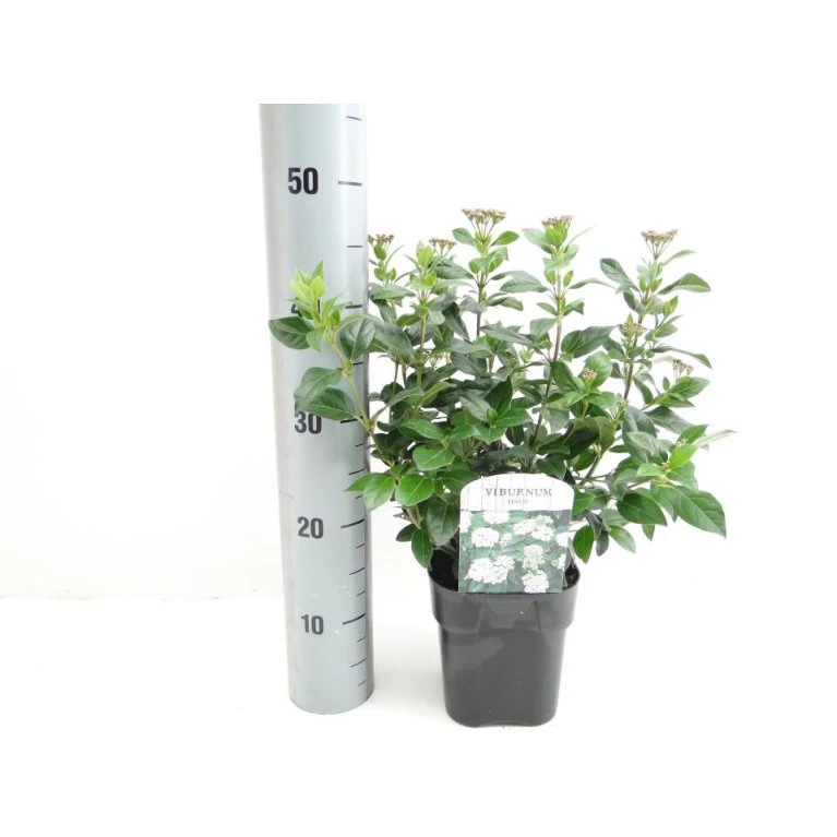 Vinter-snebolle Viburnum Tinus Potte 2,0 liter,- 25-30 cm. Vinter-snebolle Viburnum Tinus Potte 2,0 Liter,- 25-30 Cm. -Plantetorvet p4699 38470 image 8220