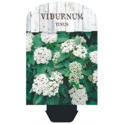 Vinter-snebolle Viburnum Tinus Potte 2,0 Liter,- 25-30 Cm. 4 Vinter-snebolle Viburnum Tinus Potte 2,0 Liter,- 25-30 Cm. -Plantetorvet p4699 38471 image 3fff
