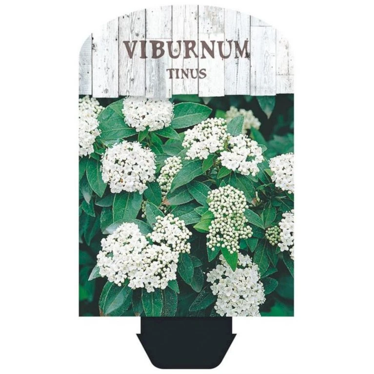 Vinter-snebolle Viburnum Tinus Potte 2,0 liter,- 25-30 cm. Vinter-snebolle Viburnum Tinus Potte 2,0 Liter,- 25-30 Cm. -Plantetorvet p4699 38471 image 3fff