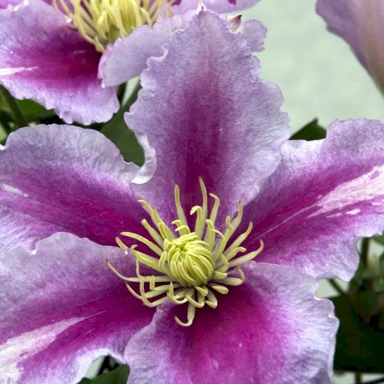 Klematis 'Piilu' Clematis Hybrid 'Piilu' Potte 2,0 liter,- Opbundet Klematis 'Piilu' Clematis Hybrid 'Piilu' Potte 2,0 Liter,- Opbundet -Plantetorvet p4708 48599 clematis hybrid piilu b5a3