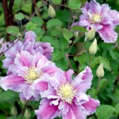 Klematis 'Piilu' Clematis Hybrid 'Piilu' Potte 2,0 Liter,- Opbundet 4 Klematis 'Piilu' Clematis Hybrid 'Piilu' Potte 2,0 Liter,- Opbundet -Plantetorvet p4708 48600 clematis hybrid piilu 02ad